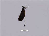 藏品(白痣珈蟌)的圖片